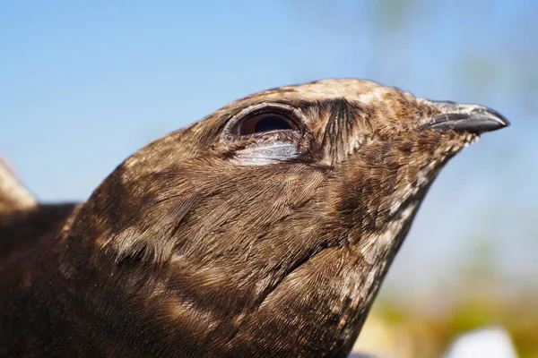 Close Cabeça Caucasiana Apus Apus Rápido Preto Voando Céu Azul — Fotografia de Stock