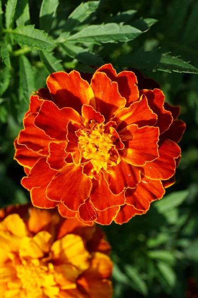 Vista Superior Cerca Flor Tagetes Naranja Brillante Con Caléndulas Que — Foto de Stock