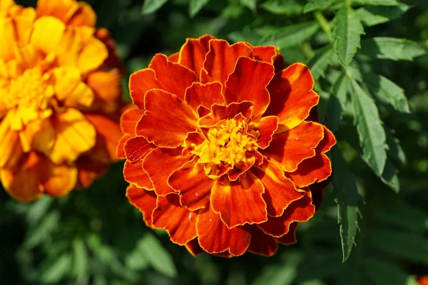 Primer Plano Una Flor Naranja Caléndula Tagetes Con Hojas Que — Foto de Stock