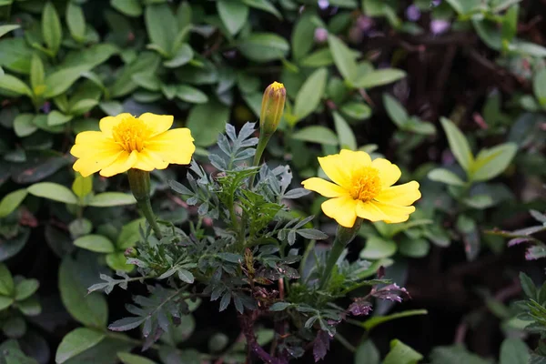 Nahaufnahme Von Zwei Gelben Einfachen Blüten Der Ringelblume Taguches Erecta — Stockfoto