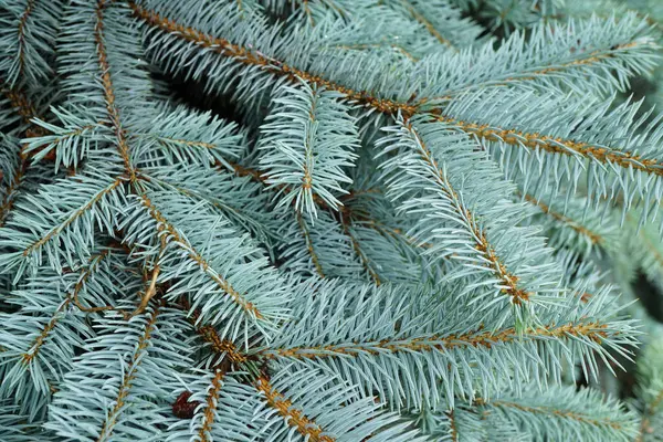 Detailní Záběr Modrošedých Větví Jedle Modré Picea Pungens Mladými Jehlami — Stock fotografie
