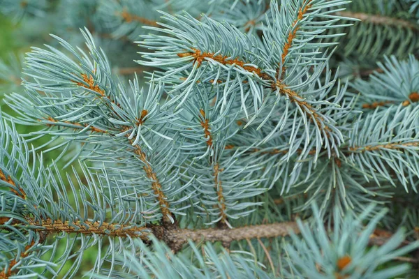 Makro Ung Sida Syn Barr Blå Gran Picea Pungens Med — Stockfoto
