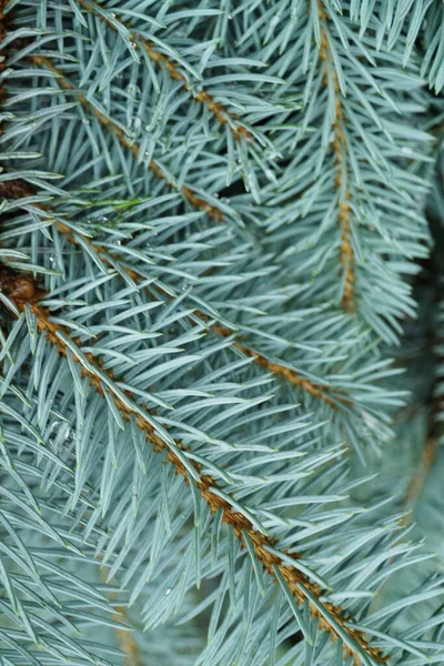 Nahaufnahme Von Jungen Zweigen Der Blaufichte Picea Pungens Mit Blauer — Stockfoto