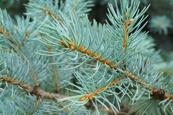Junge Seitenansicht Von Zweigen Mit Nadeln Von Blaufichten Picea Pungens — Stockfoto