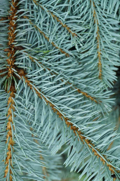 Kafkasya, Nalchik, Kabardino-Balkaria, Rusya 'nın eteklerindeki bulvarda mavi renkli ve mavi renkli genç ladin sincaplarının yakın çekimleri.                               