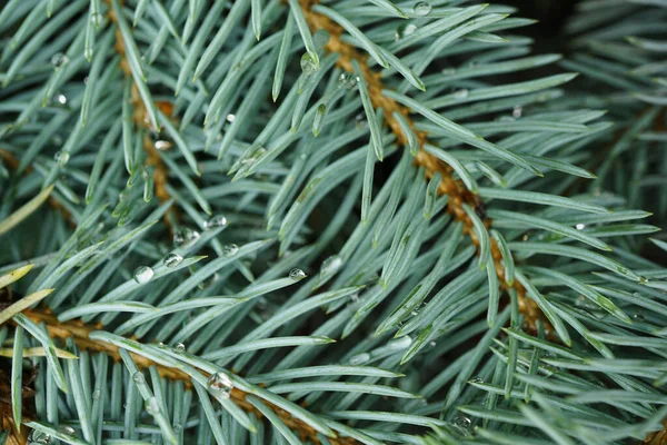 Macro Young Needles Droplets Dew Blue Spruce Picea Pungens Avenue — Stock Photo, Image