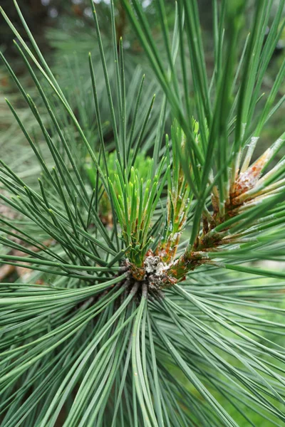 Närbild Den Rvã Xande Grenen Tallarna Alpine Pinus Montana Och — Stockfoto