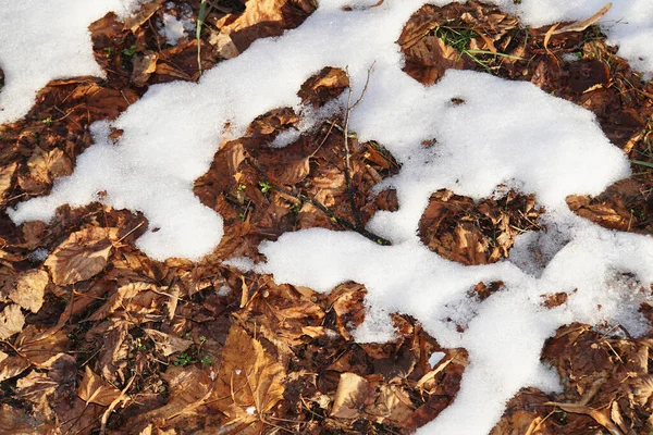 Groen Gras Dat Groeit Door Droge Bladeren Bedekt Met Sneeuw — Stockfoto