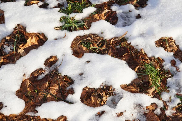 Uitzicht Het Gras Bladeren Groen Bruin Bedekt Met Sneeuw Nalchik — Stockfoto