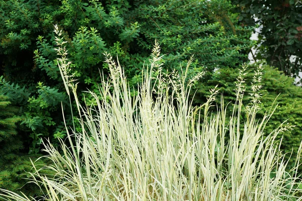 Yulaf ezmesinin çalılığına yakın çekim Helictotrichon, Kafkasya, Nalchik, Kabardino-Balkaria, Rusya 'nın eteklerindeki bir bulvarda bir kompozisyonda otları sembolize eder.                               