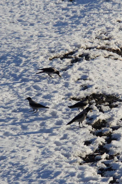 今年1月 一群野生灰乌鸦在俄罗斯卡巴尔迪诺 巴尔卡尔州纳尔奇克市高加索公园附近的结冰湖畔散步和觅食 — 图库照片