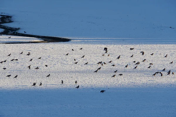 Серый Corvus Cornix Crows Walking Gathering Food Frozen Lake Park — стоковое фото