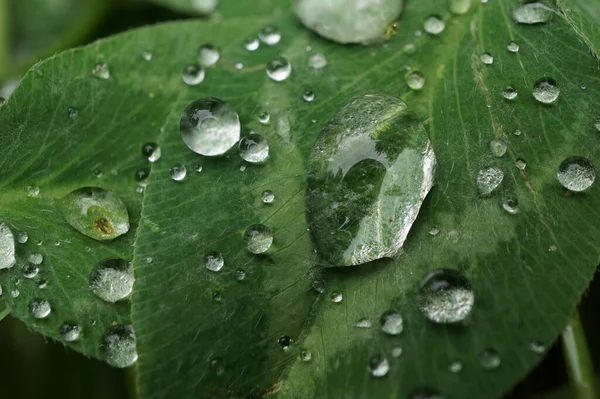 Gotas Lluvia Macro Sobre Hojas Verdes Oscuras Trébol Rojo Subalpio — Foto de Stock