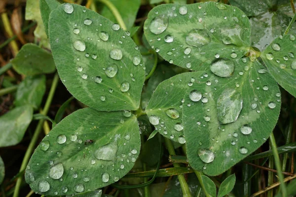 Macro Raindrops Two Three Dark Green Leaves Petal Red Clover — Stock Photo, Image