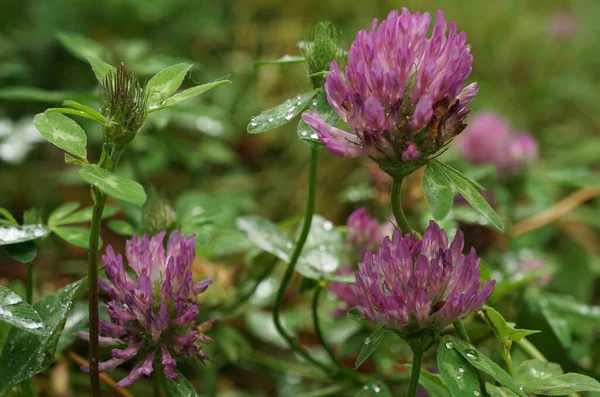 Kafkasya 'nın Kafkasya subalp tarlasında kırmızı yonca tomurcukları ve yaprakları                               