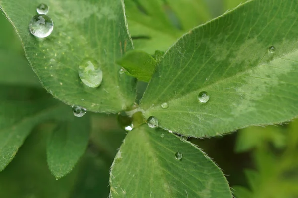 Macro Green Ternary Lepeska Clover Dew Drops Caucasus Subalpike — Stock Photo, Image