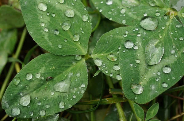 Macro Gotas Lluvia Ternario Trébol Hoja Verde Oscuro Rojo Subalpike — Foto de Stock