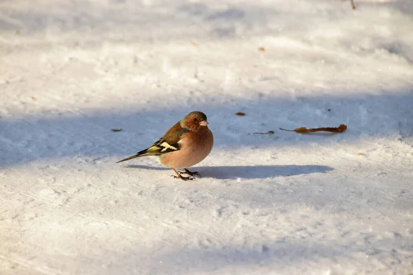 Inverno Branco Multicolorido Colorido Finch Com Peito Vermelho Sentado Neve — Fotografia de Stock