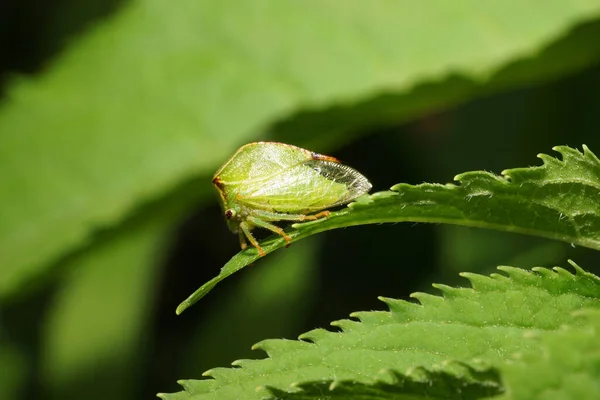 Macro Caucasian Green Cicada Buffalo Сидять Гострі Зелені Листочки Нетлів — стокове фото