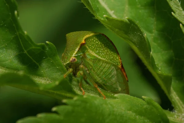 Macro Una Cigarra Verde Caucásica Con Cuernos Sentado Entre Hojas —  Fotos de Stock