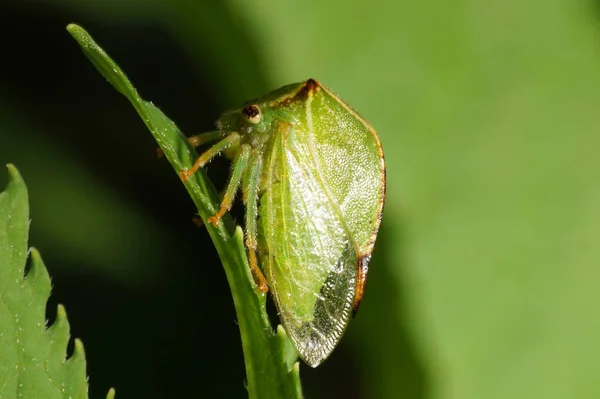 Vue Macro Une Cigale Verte Caucasienne Assise Sur Une Ortie — Photo