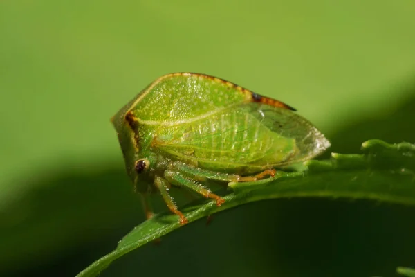 Primer Plano Una Cigarra Verde Caucásica Con Cuernos Sentada Sobre — Foto de Stock