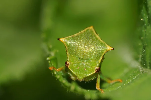 Makroaufnahme Von Der Vorderseite Einer Grünen Kaukasischen Zikade Die Sommer — Stockfoto