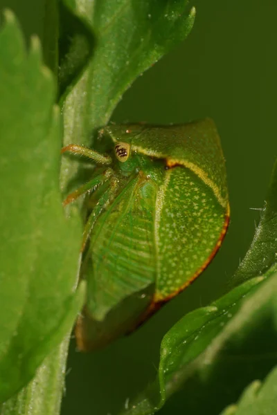 Makro Einer Grünen Kaukasischen Zikade Die Sommer Zwischen Den Blättern — Stockfoto