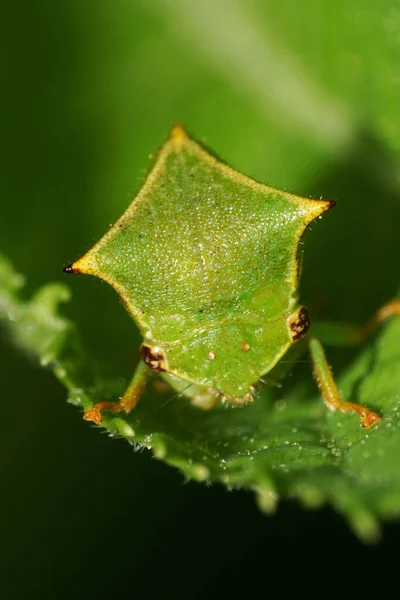 Close View Front Green Caucasian Cicada Horned Sitting Green Leaf — Stock Photo, Image