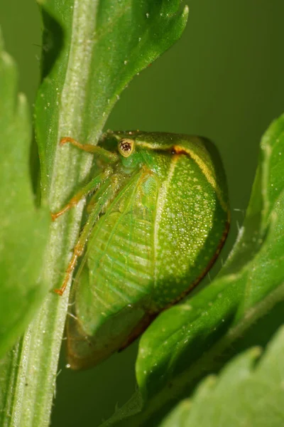 Nahaufnahme Einer Grünen Kaukasischen Zikade Die Sommer Mit Großen Augen — Stockfoto