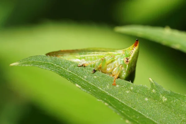 Macro Vista Desde Abajo Una Cigarra Verde Caucásica Con Cuernos —  Fotos de Stock