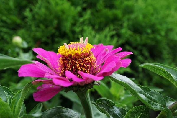 Detailní Záběr Zářivě Růžového Rozkvětu Kavkazské Zinku Zinnia Elegans Rostoucí — Stock fotografie