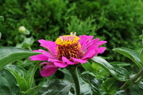 Detailní Záběr Jasně Červeného Rozkvětu Kavkazské Zinku Zinnia Elegans Rostoucí — Stock fotografie