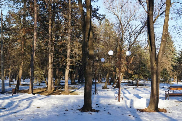 Ogólny Widok Wieczorem Drzewa Latarnię Ławkę Parku Zimowym Śniegiem Styczniu — Zdjęcie stockowe