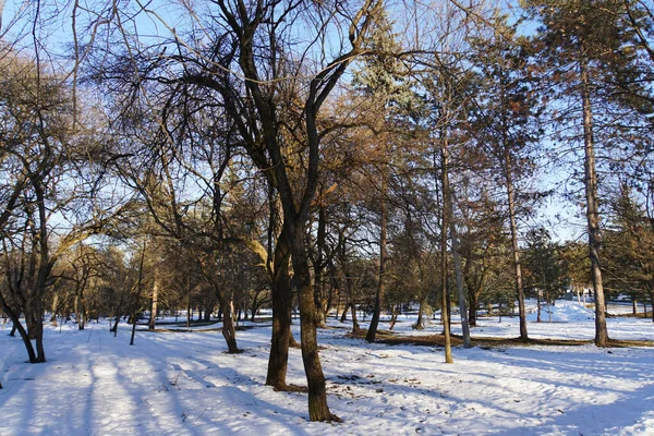 Park Wypoczynkowy Drzewami Styczniu Podnóża Kaukazu Rosnącą Zimą Nalchik Kabardino — Zdjęcie stockowe