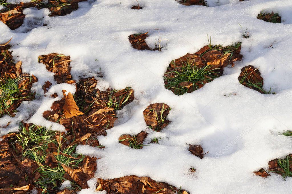 Close-up on green grass and dry leaves covered with snow in January in the foothills of the Caucasus, Nalchik, Kabardino-Balkaria, Russia                               