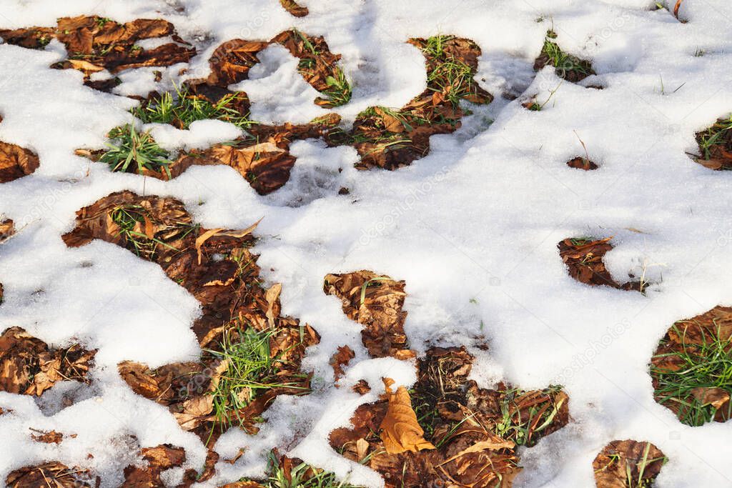  Close-up on the grass and leaves, green and brown covered with snow, Nalchik, Kabardino-Balkaria, Russi
