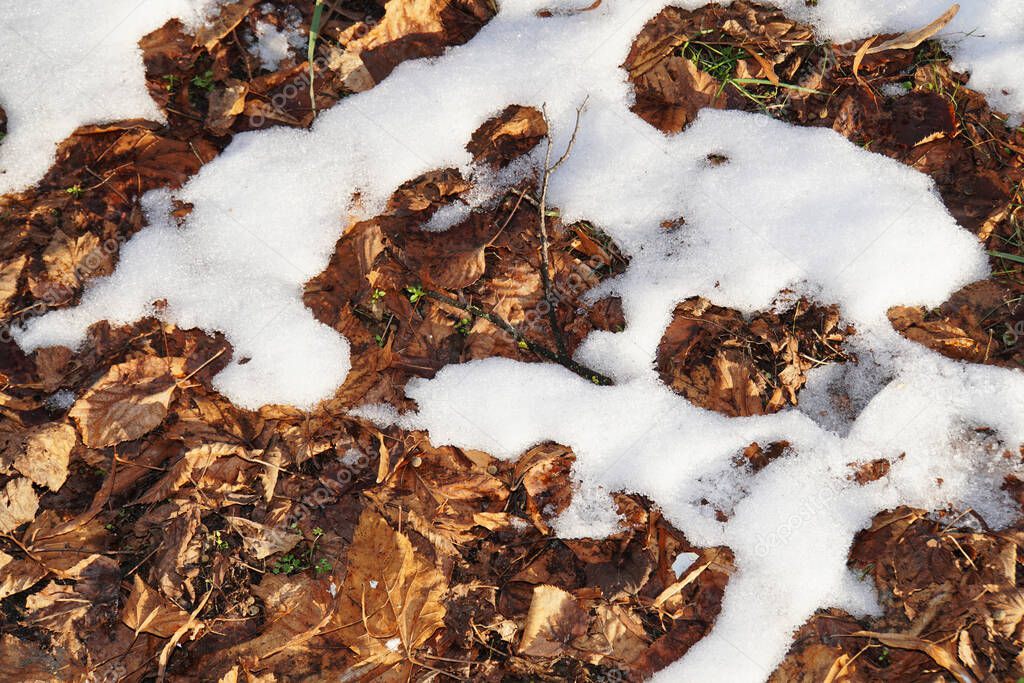  Green grass growing through dry leaves covered with snow in January in the foothills of the Caucasus, Nalchik, Kabardino-Balkaria, Russia                              
