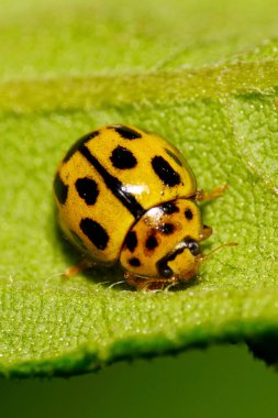 Sonbaharda yeşil bir yaprağın üzerinde oturan, siyah noktalı sarı bir Kafkas uğur böceğinin makrosu.                               