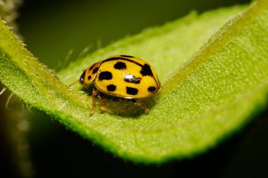 Küçük sarı ve beyaz bir uğur böceğinin makro yan görüntüsü. Elytra üzerinde siyah ve beyaz lekeler, antenler, uzun bacaklar yeşil yapraklı beyaz bir ısırgan otunda oturuyor.                              