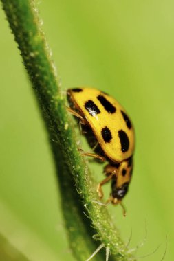 Sonbaharda kabarık ve yeşil bir yaprağın üzerinde siyah noktalı beyaz bir uğur böceğinin yakın çekimi.                               