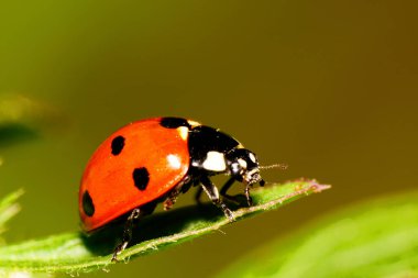  Büyük, kırmızı, yedi noktalı uğur böceğinin, yeşil kabarık yaprağın içine gizlenmiş siyah ve beyaz benekleri olan Kafkas böceğinin yan görüntüsü.                              