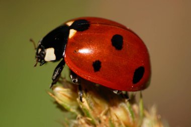 Sonbaharda yeşil kabarık uçlu tüy yumağının üzerinde pençeleri ve antenleri olan Kafkas uğur böceğinin siyah noktalarıyla yakın plan kırmızı.                              