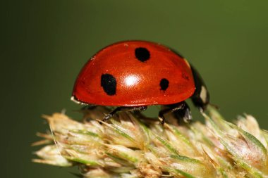 Siyah noktaları, antenleri ve pençeleri sonbaharda yeşil kabarık bir kazığın üzerinde sürünen kırmızı beyaz bir uğur böceği.                               