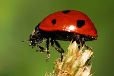 Siyah noktaları, antenleri ve yeşil tüylü sivri uçlu pençeleri olan kırmızı beyaz bir uğur böceği.                               