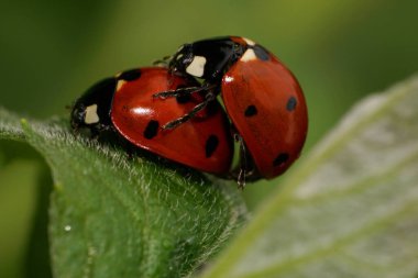 Makro iki kırmızı beyaz kuş, yeşil yaprağın üzerinde oturan beyaz, ölü ısırgan otu.                               