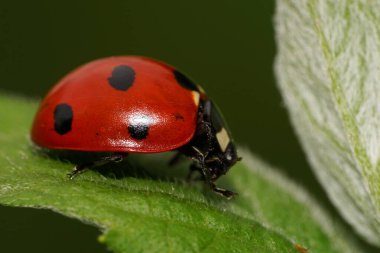 Beyaz, tüylü, ölü ısırgan otu yaprağı yayı boyunca sürünen siyah benekli Kafkas kırmızı uğur böceklerinin makro yan görüntüsü.                               