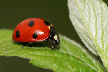Makro kenar manzaralı, siyah benekli beyaz ısırgan otu yaprağı yayı üzerinde oturan Kafkas kırmızı uğur kuşu.                               