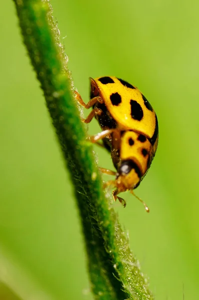 Macro Una Mariquita Caucásica Amarilla Punto Negro Una Planta Sentada — Foto de Stock