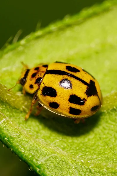 一只黄白色的白种人瓢虫在一个黑点和触角上的宏观 坐在澳大利亚的一片绿叶上 — 图库照片